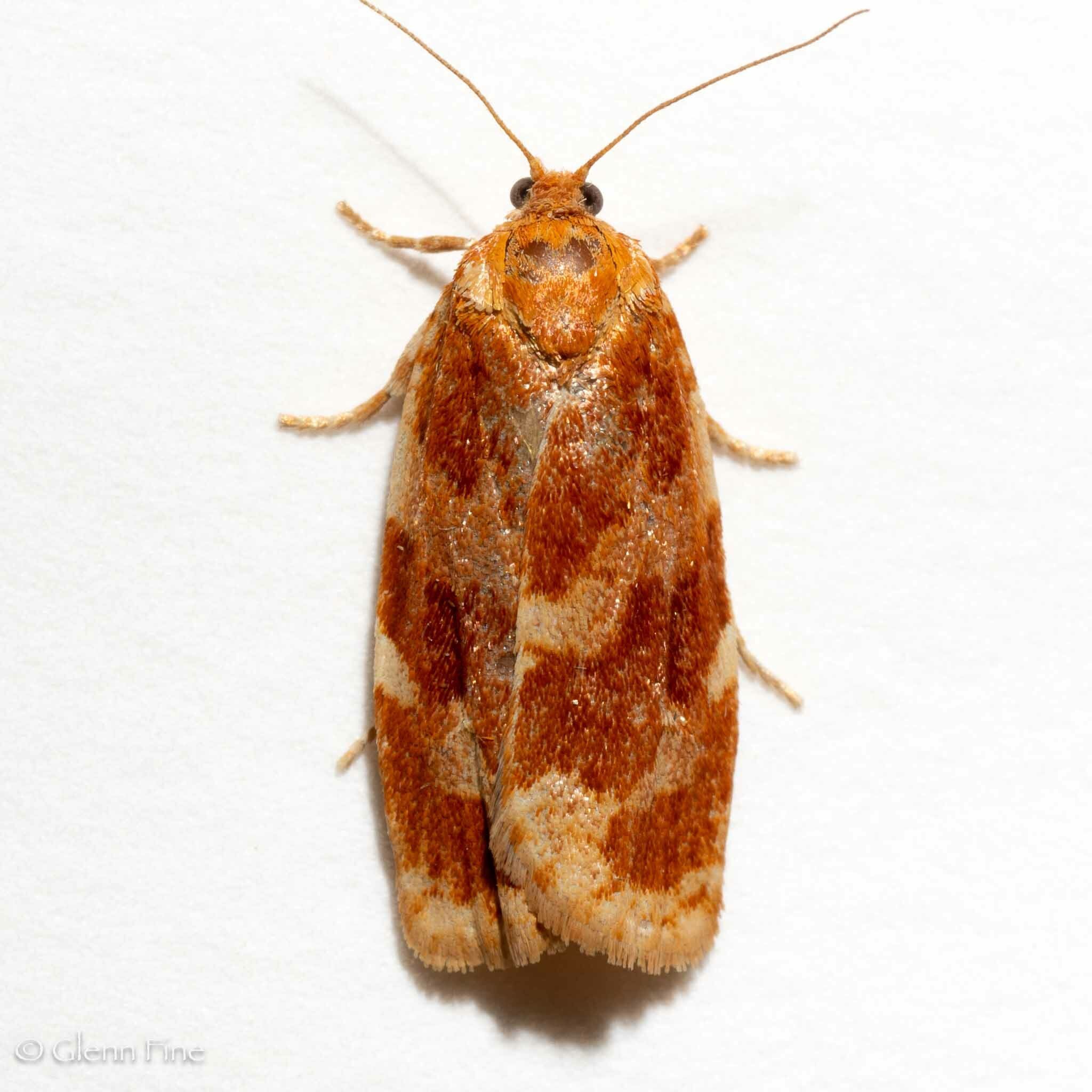 Choristoneura carnana