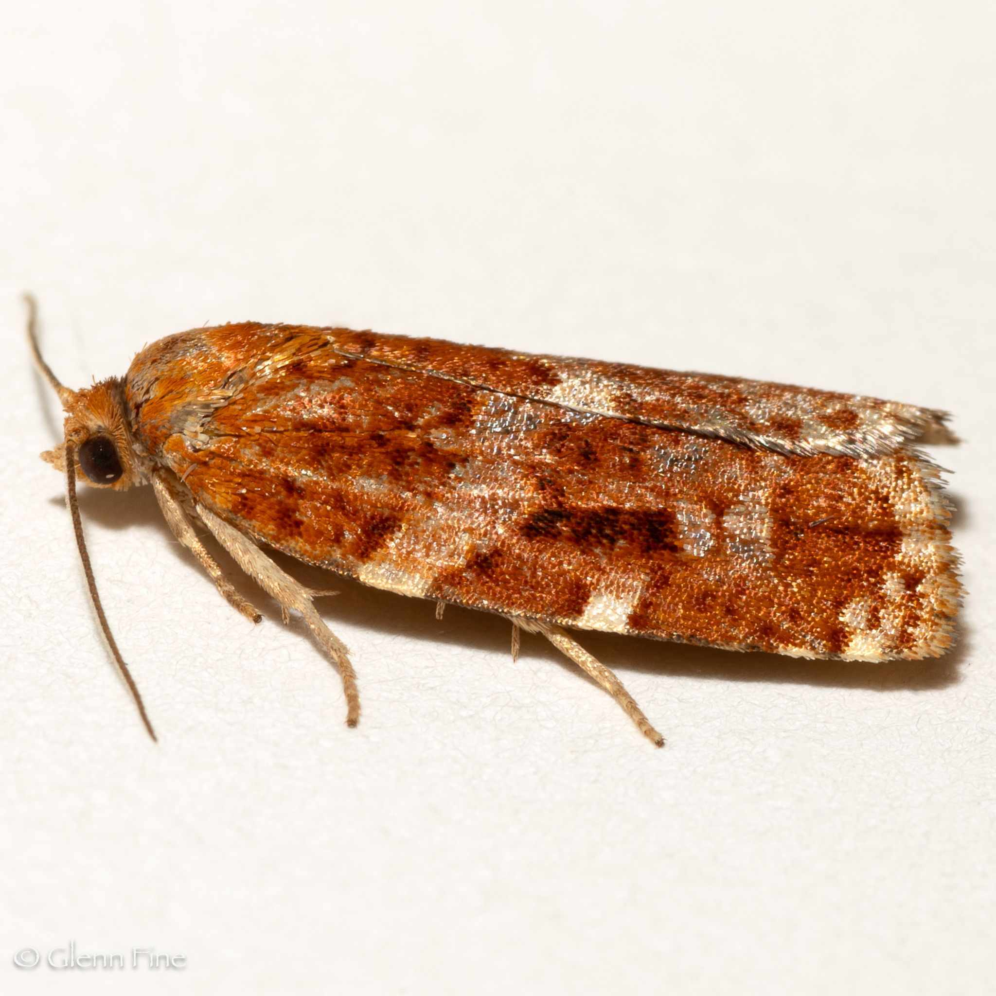 Choristoneura carnana
