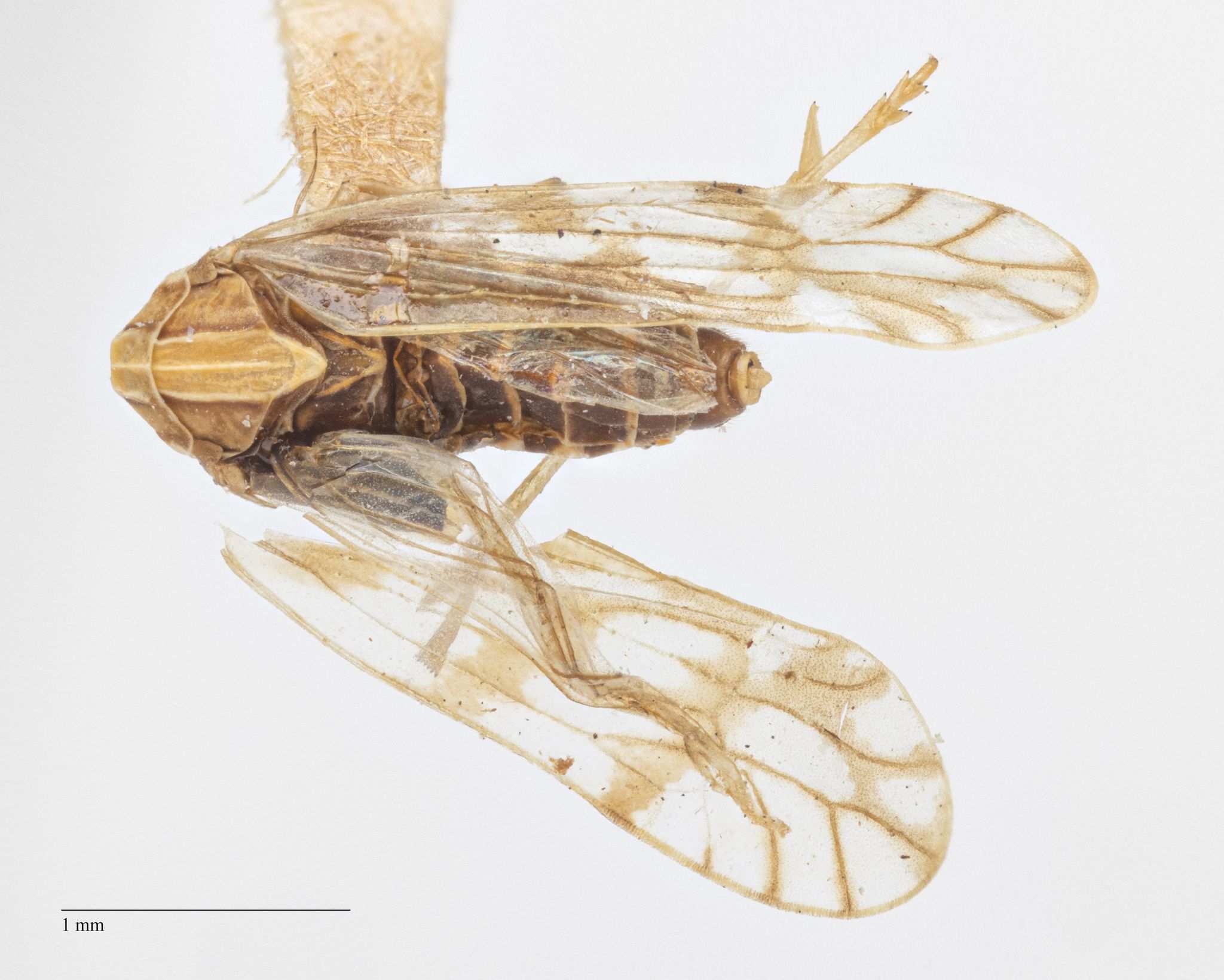 Columbisoga
