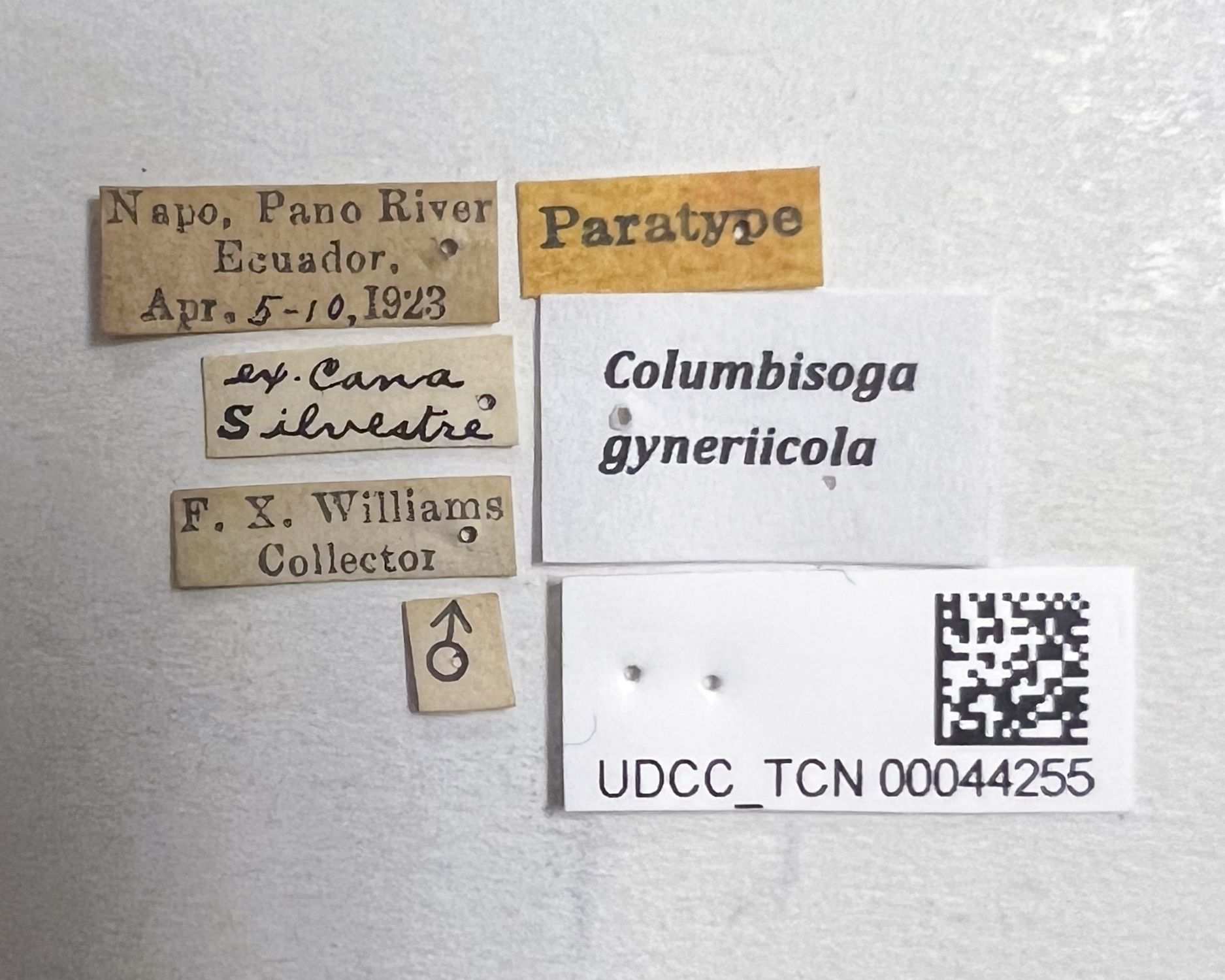 Columbisoga