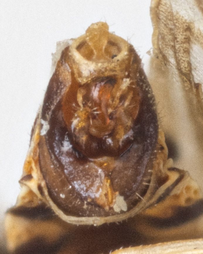Columbisoga
