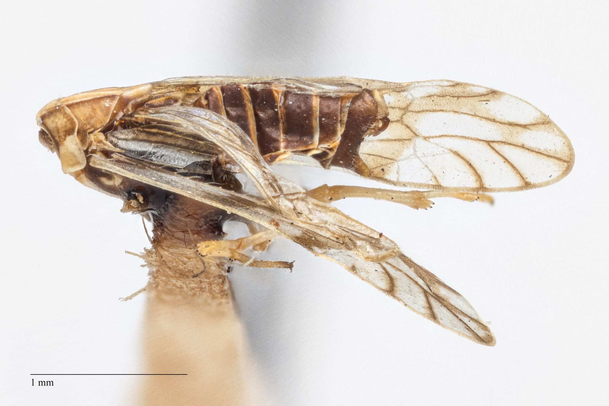 Columbisoga