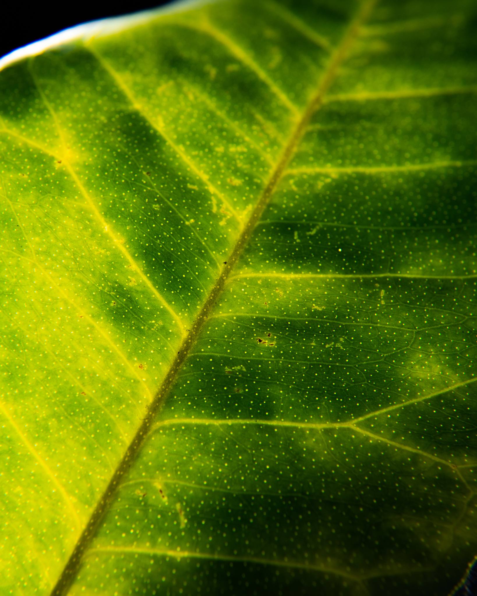 Citrus tristeza virus
