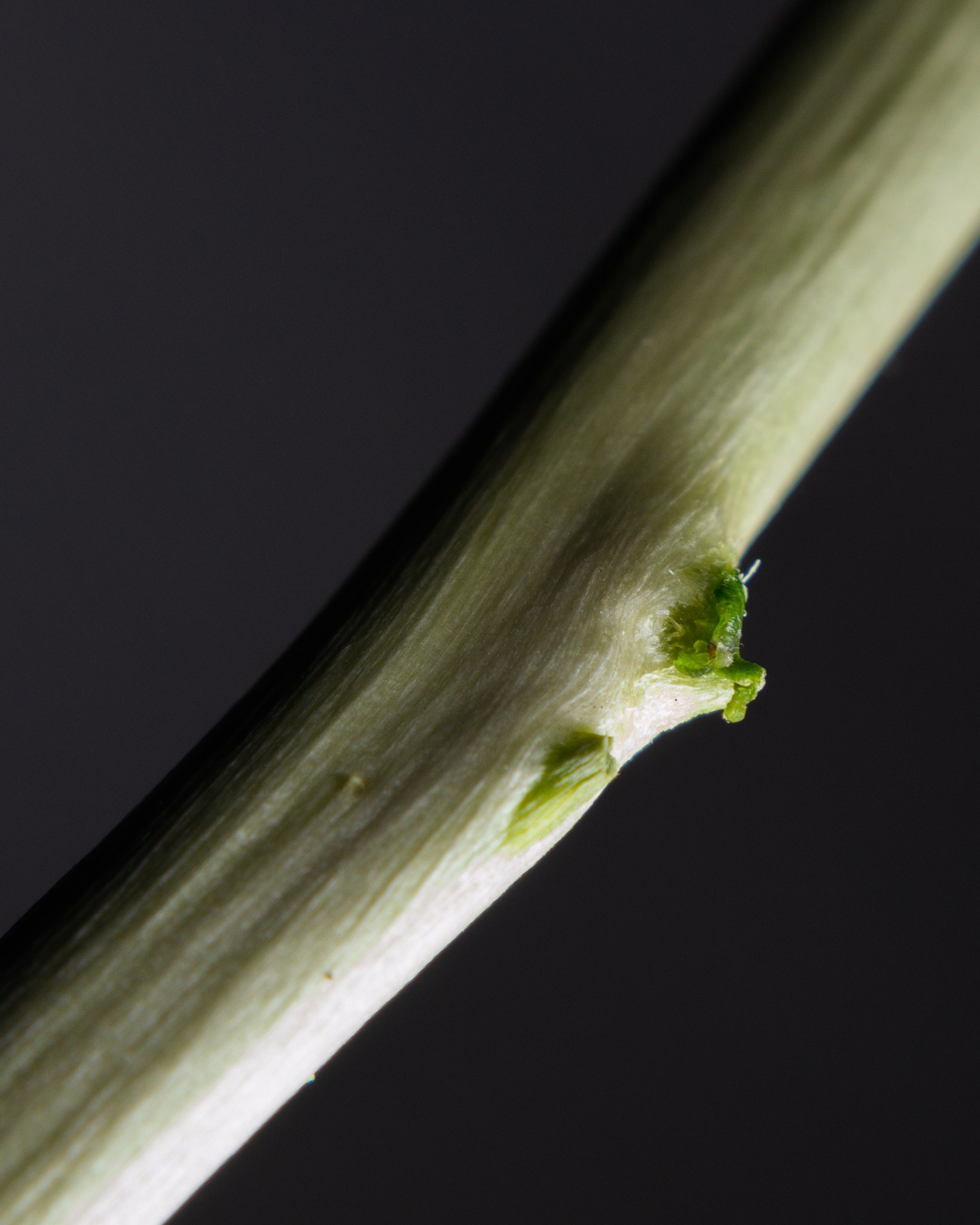 Citrus tristeza virus