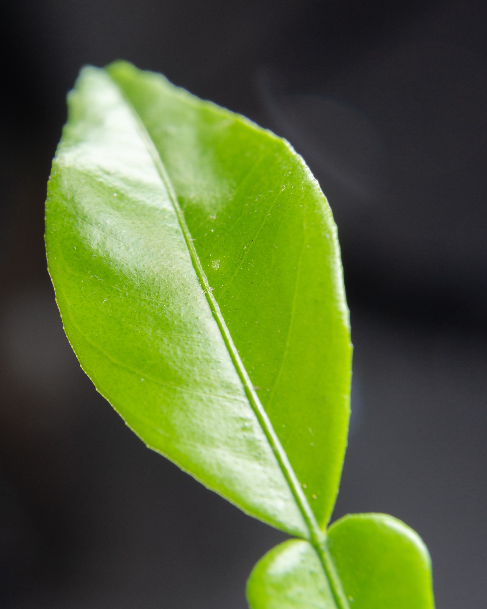 Citrus tristeza virus