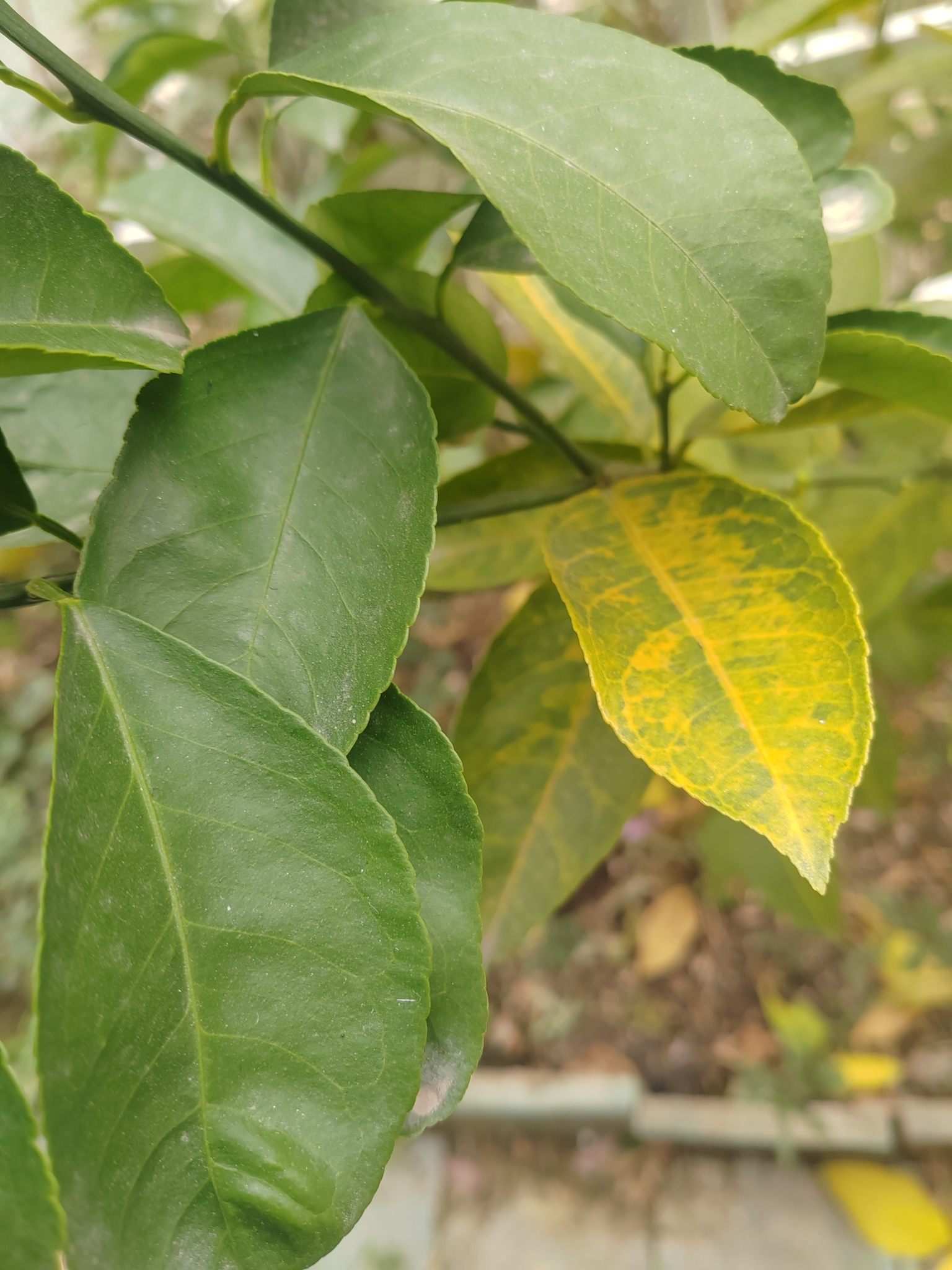Citrus tristeza virus