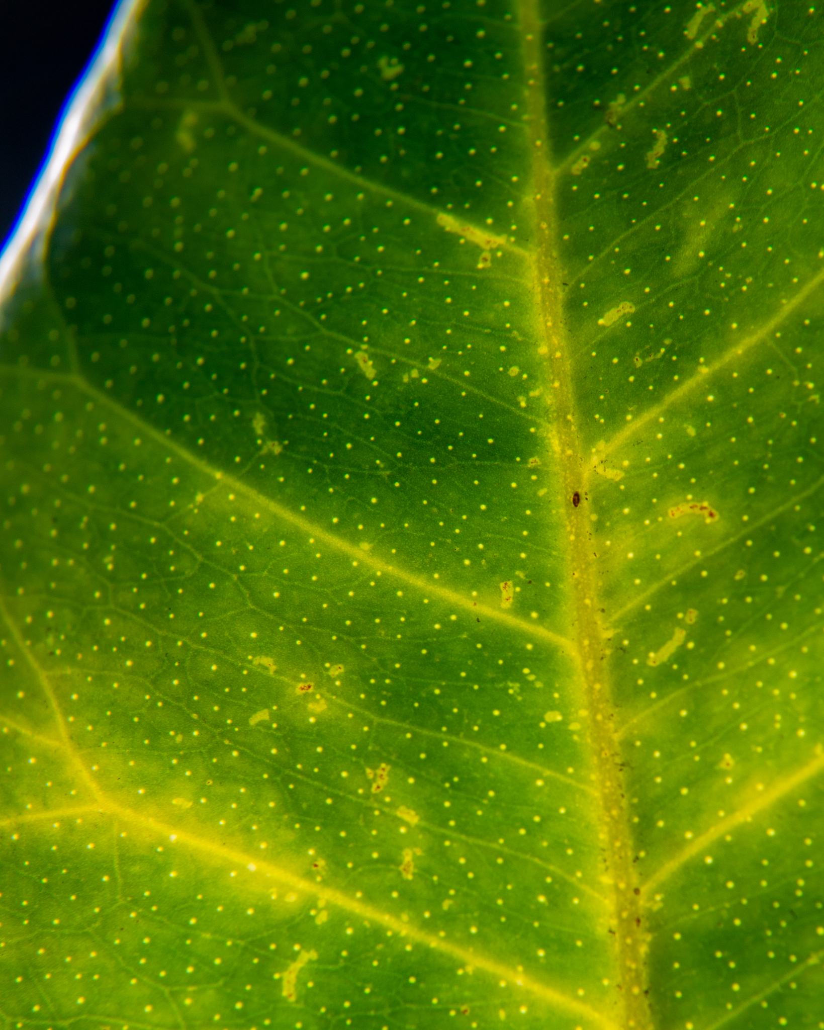 Citrus tristeza virus