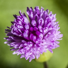 Emilia sonchifolia