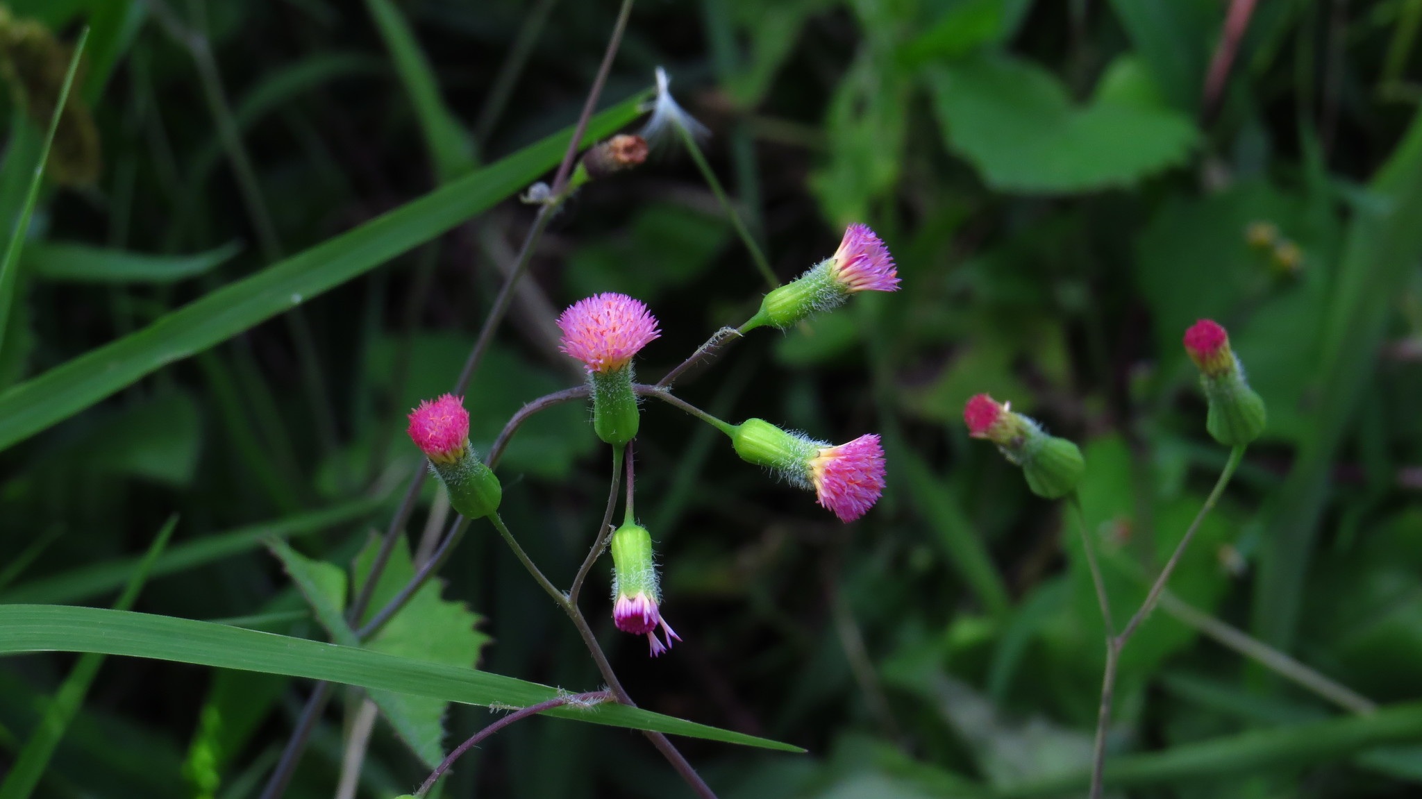 Emilia sonchifolia