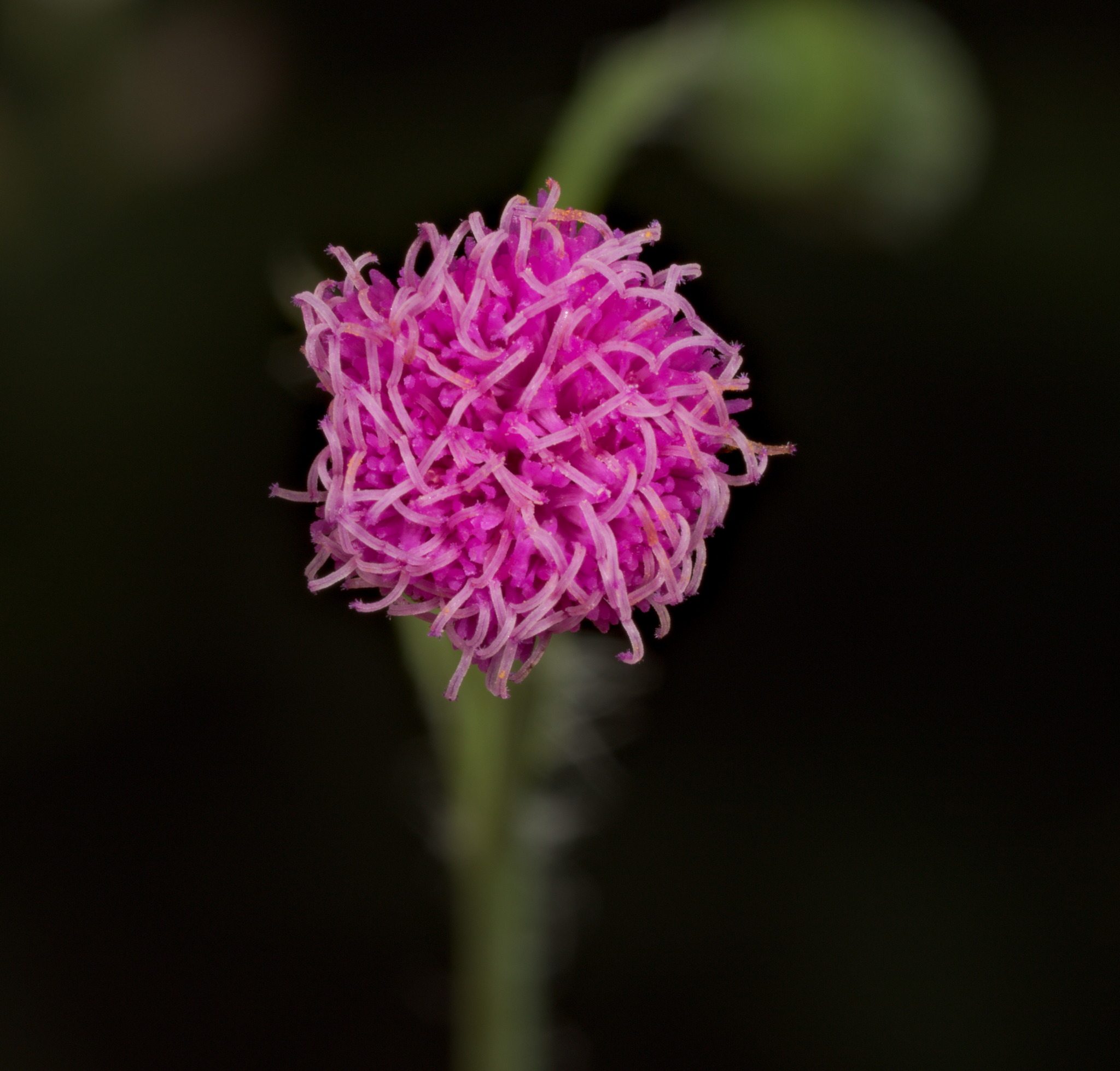 Emilia sonchifolia