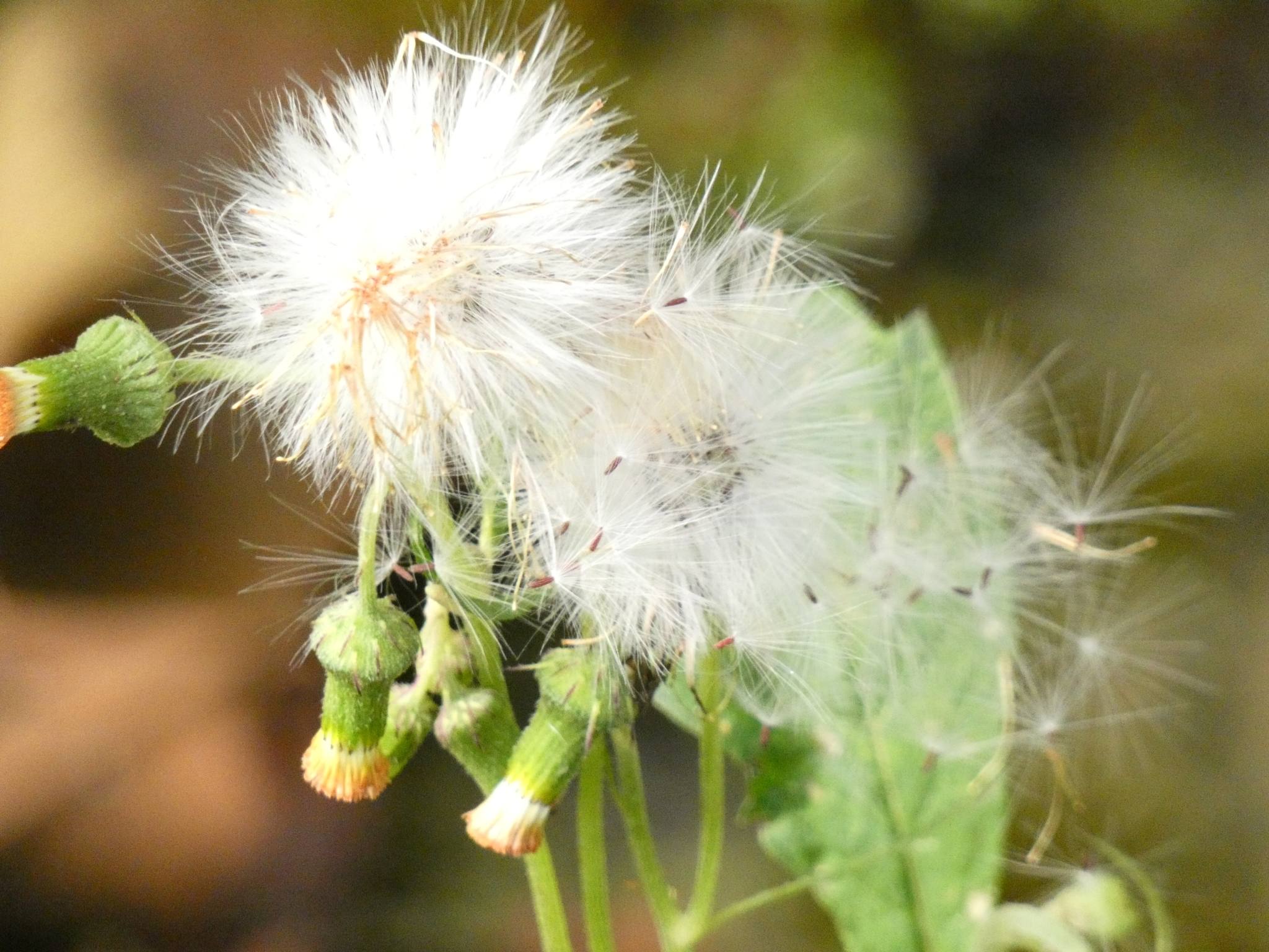 Emilia sonchifolia