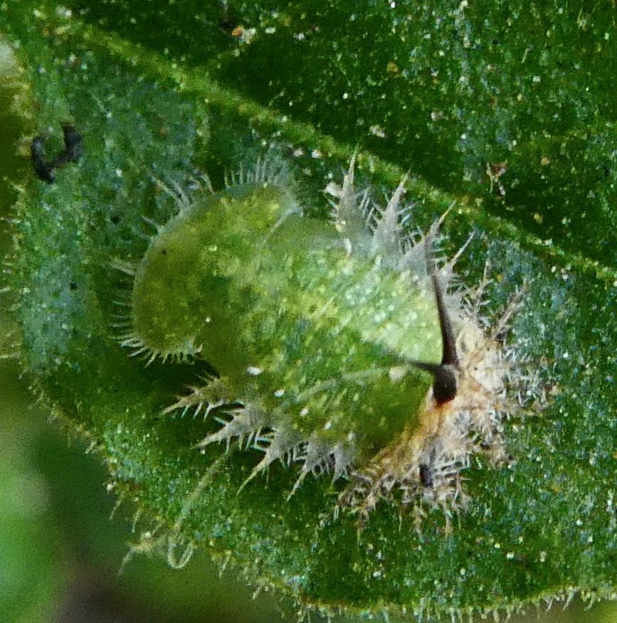 Gratiana