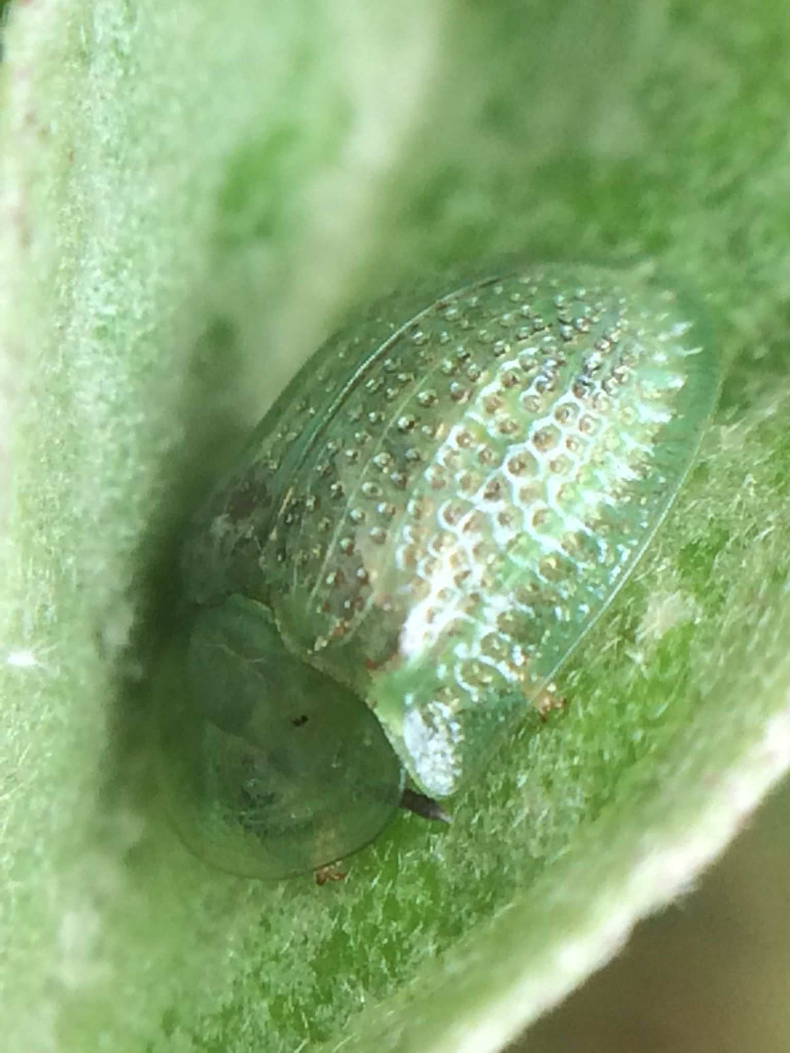Gratiana