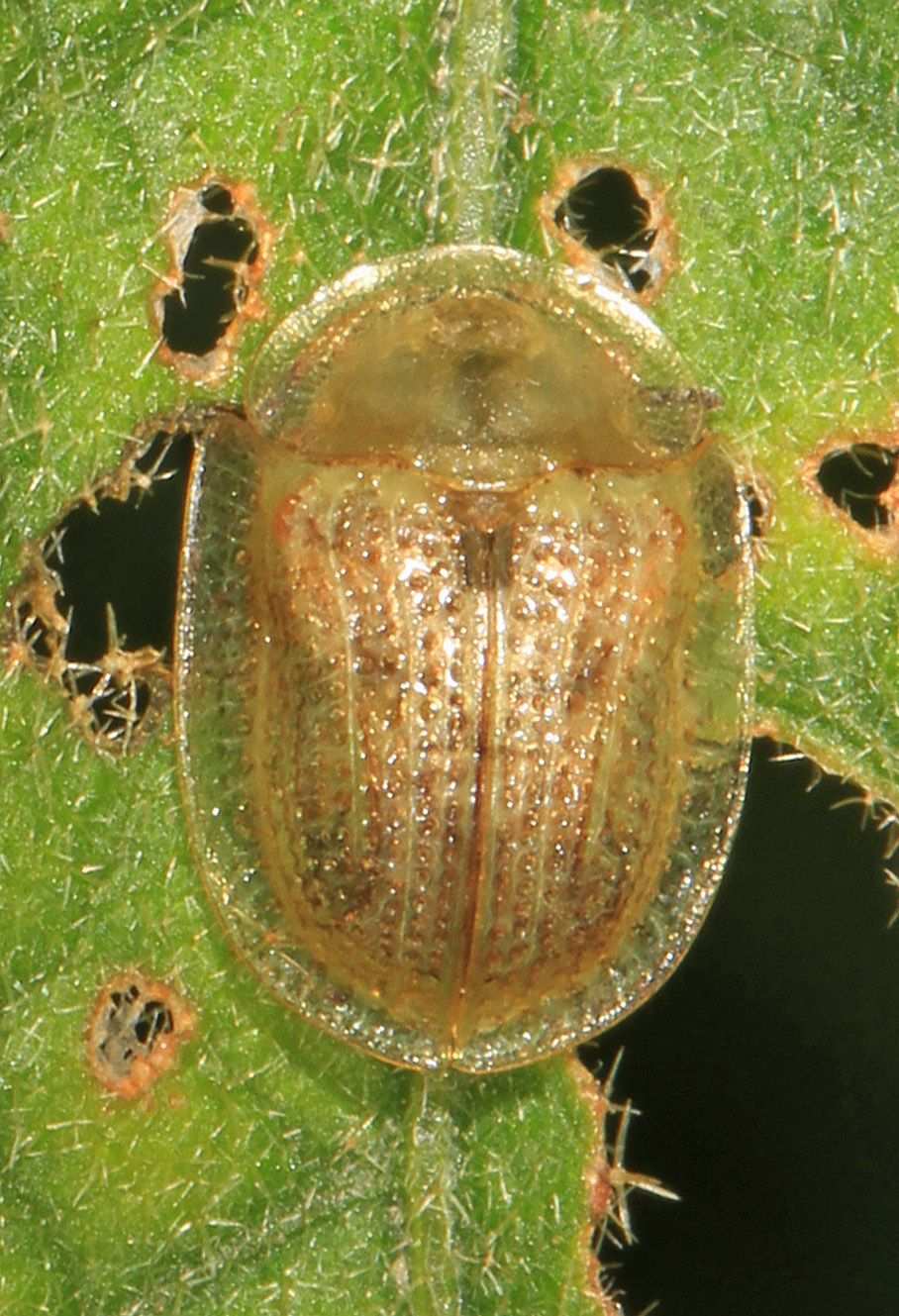 Gratiana
