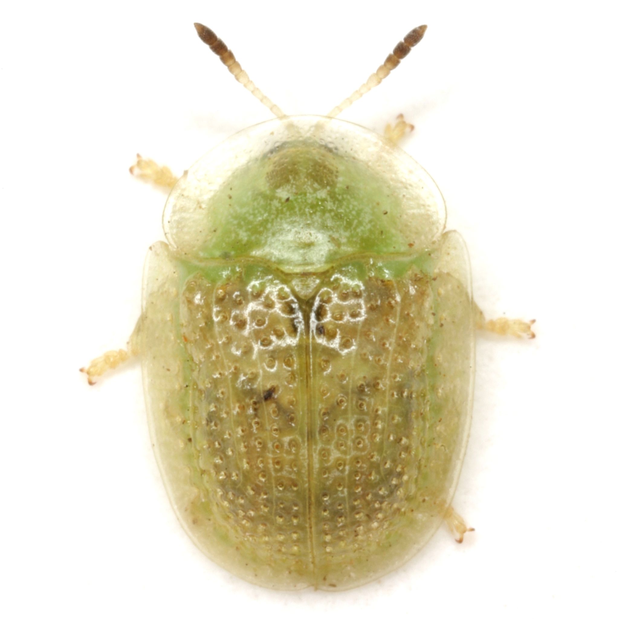 Gratiana