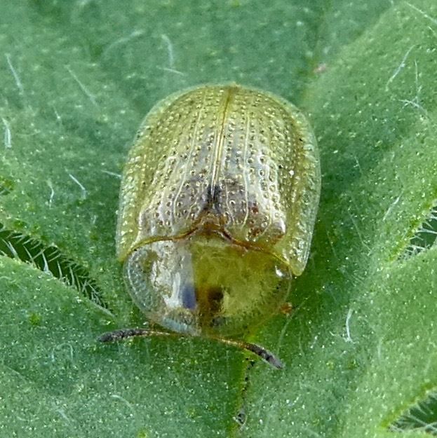 Gratiana