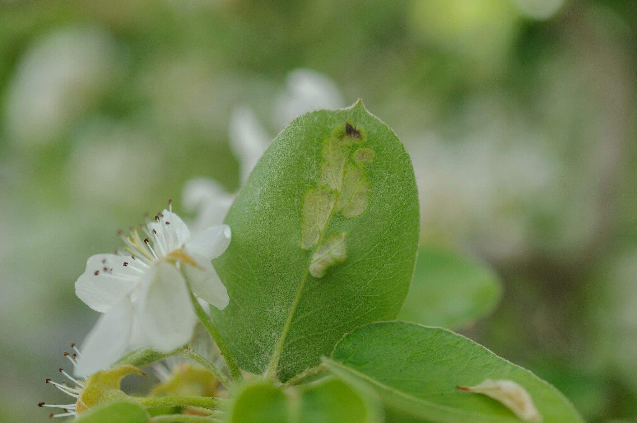 Taphrina bullata