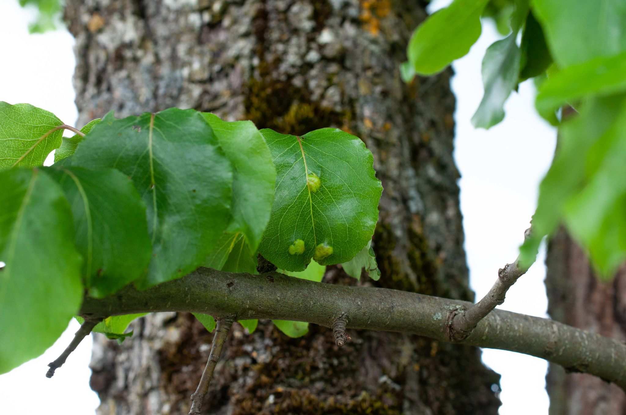 Taphrina bullata