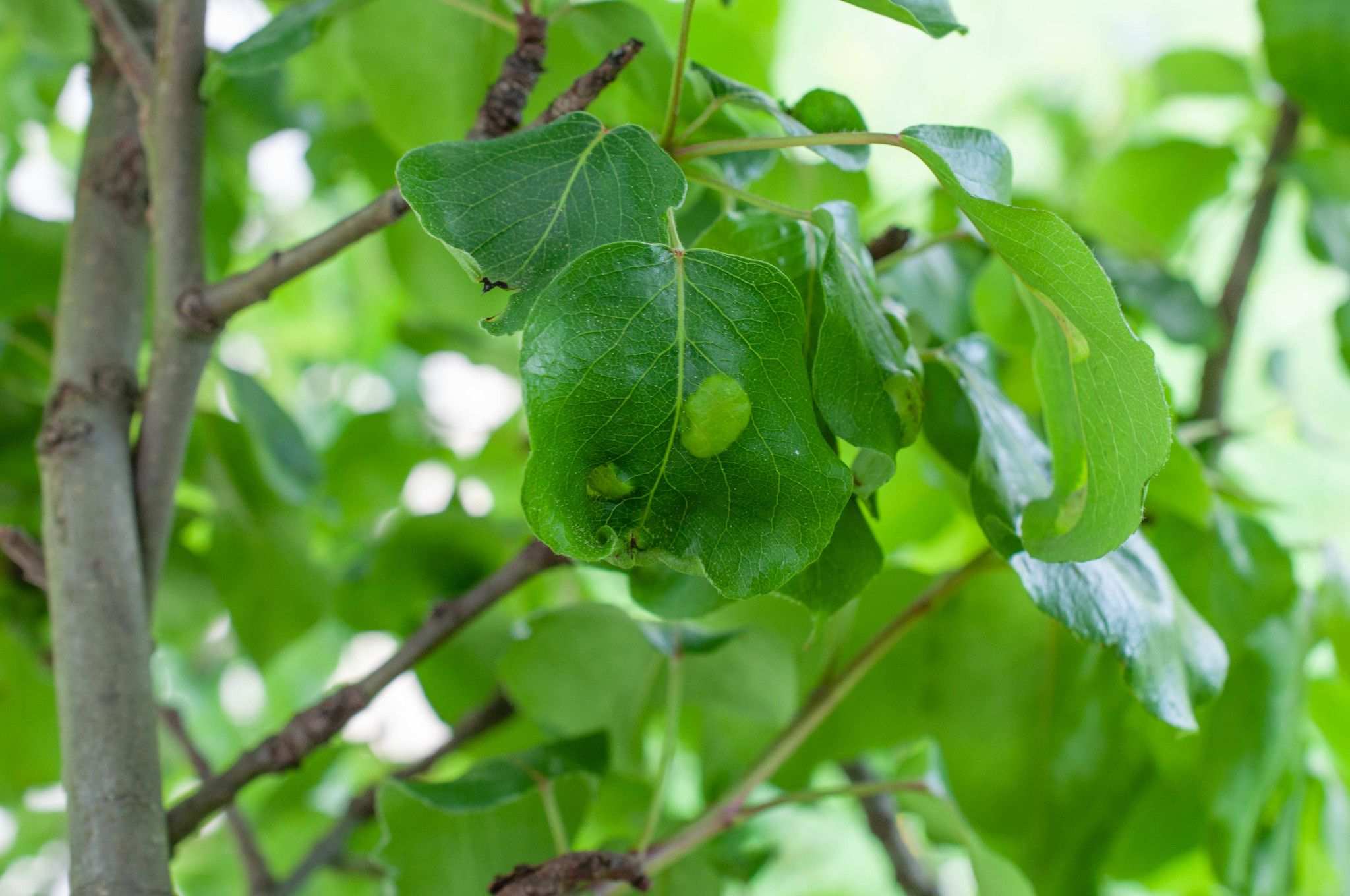 Taphrina bullata