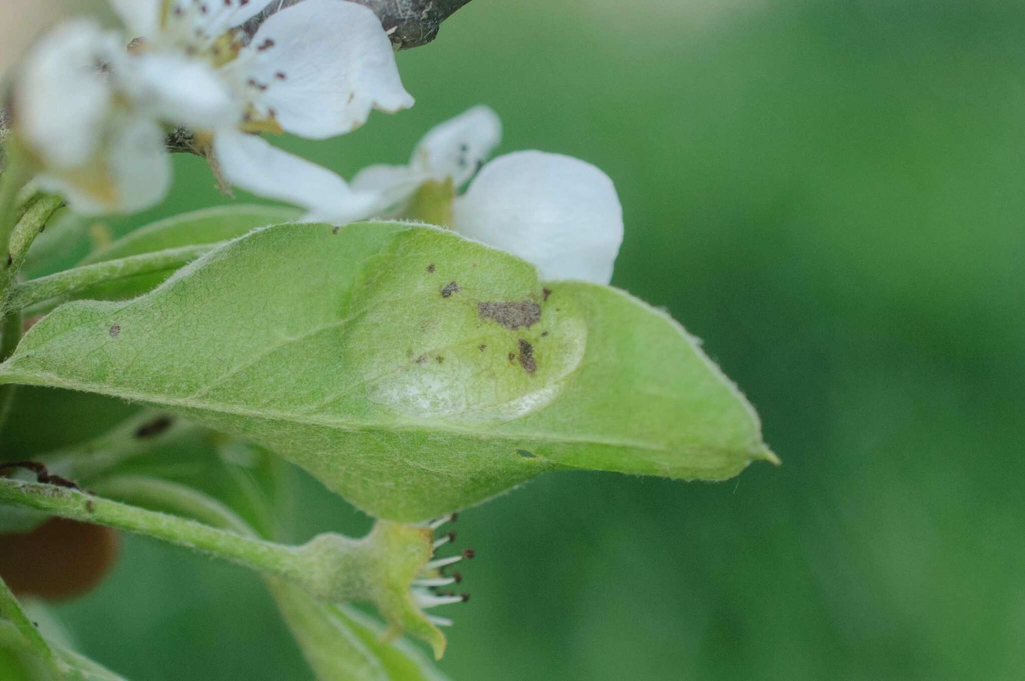 Taphrina bullata