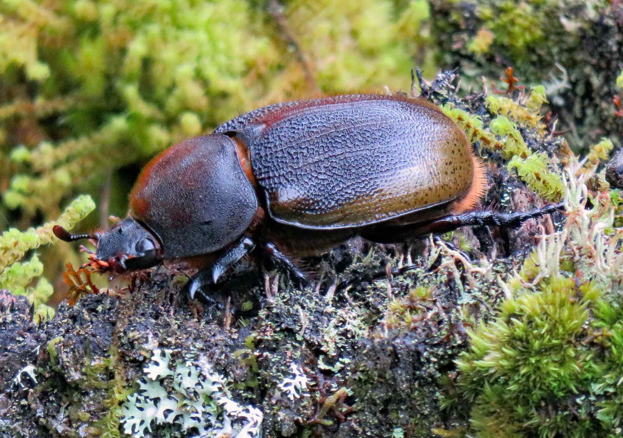Dynastes hercules