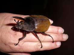 Dynastes hercules