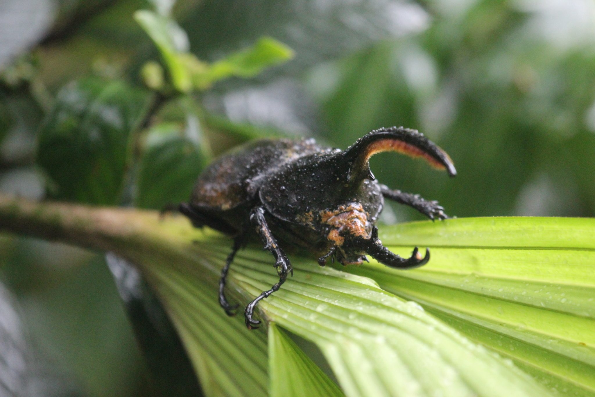 Dynastes hercules