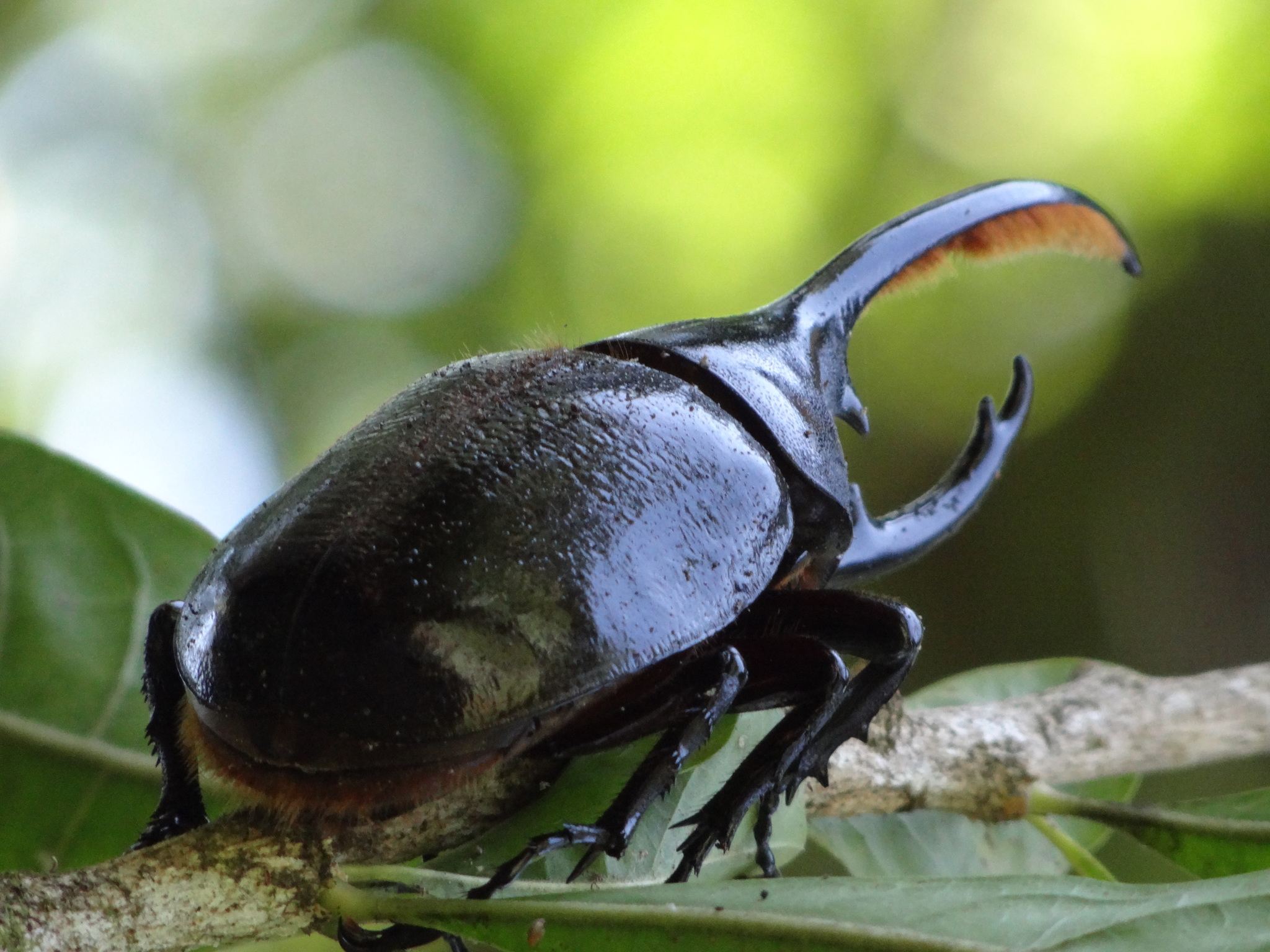 Dynastes hercules