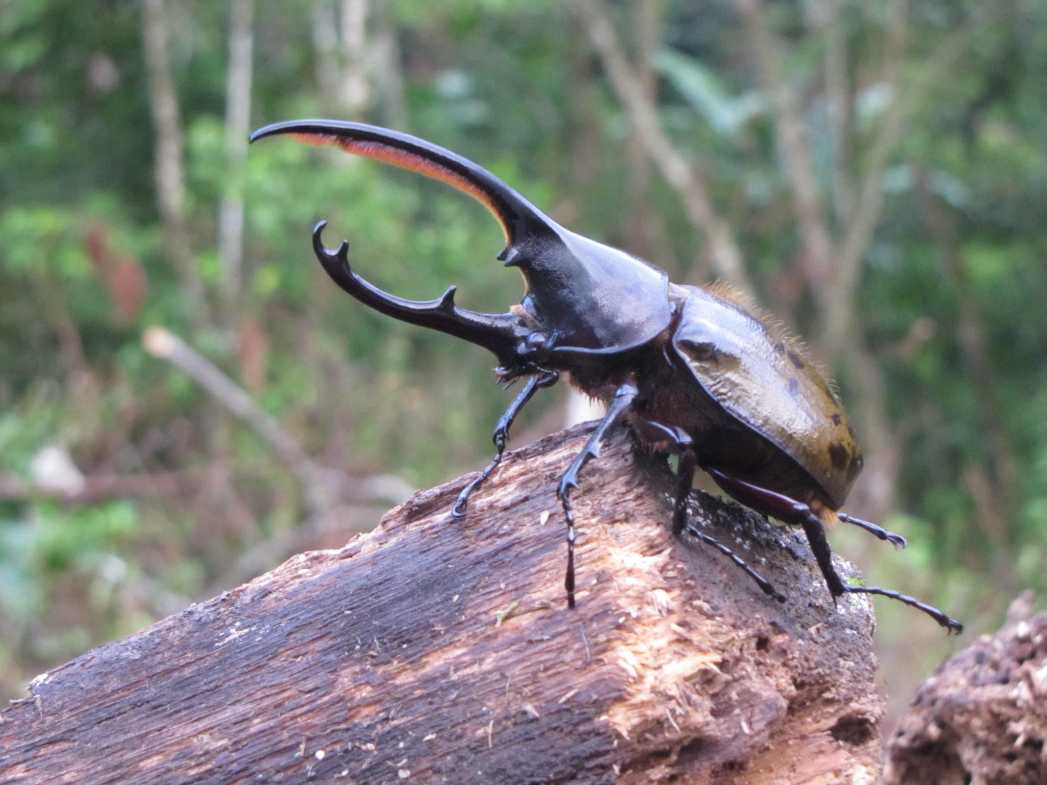 Dynastes hercules
