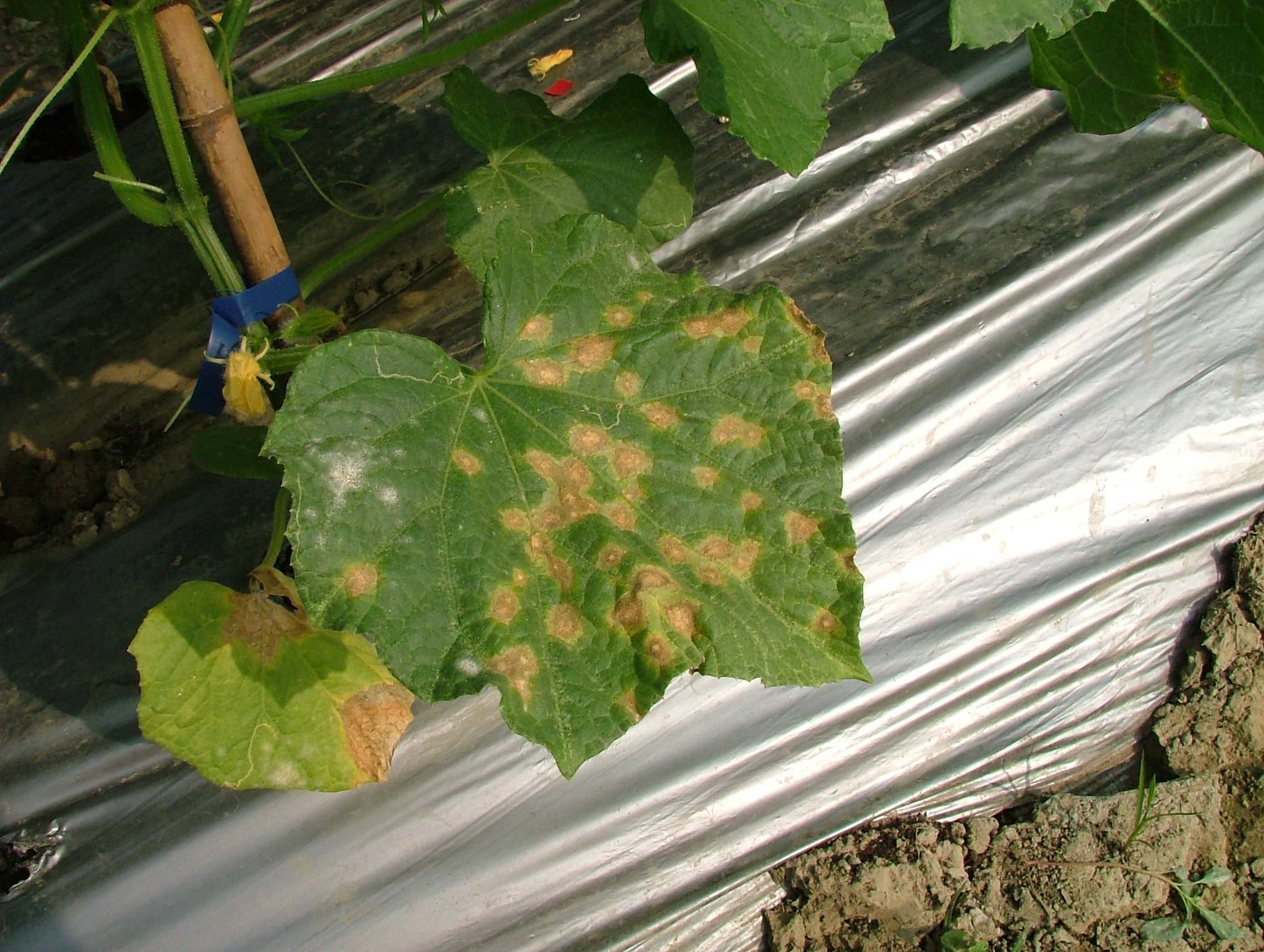 Colletotrichum lagenaria