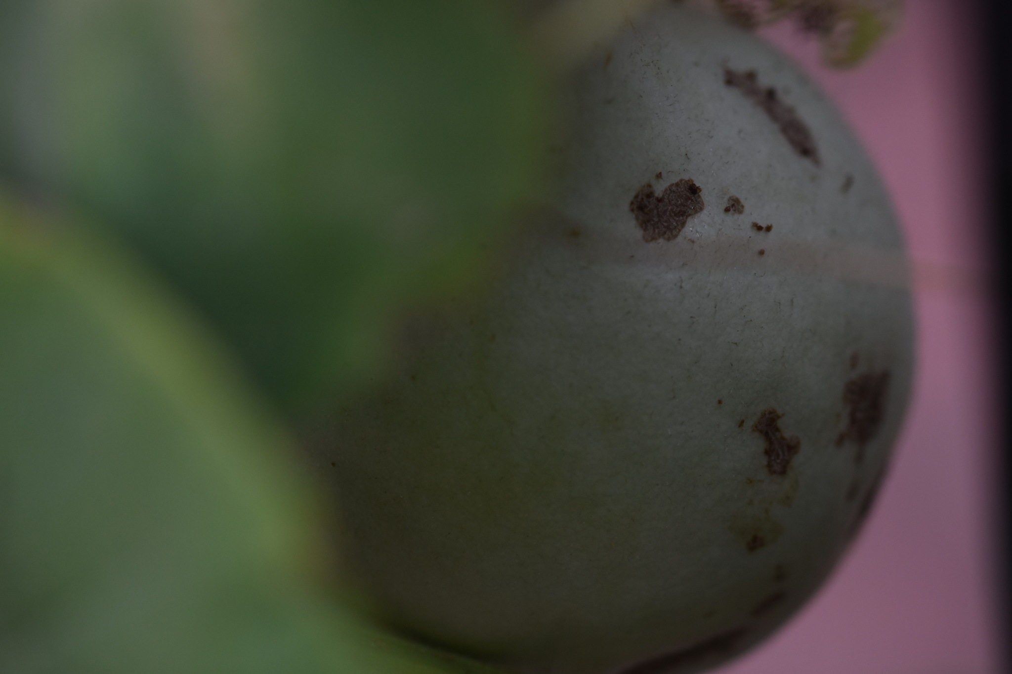 Colletotrichum lagenaria