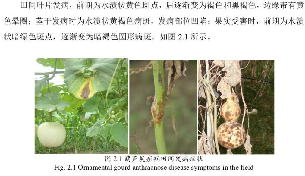 Colletotrichum lagenaria