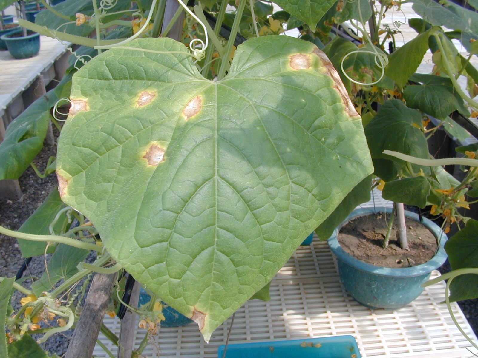 Colletotrichum lagenaria