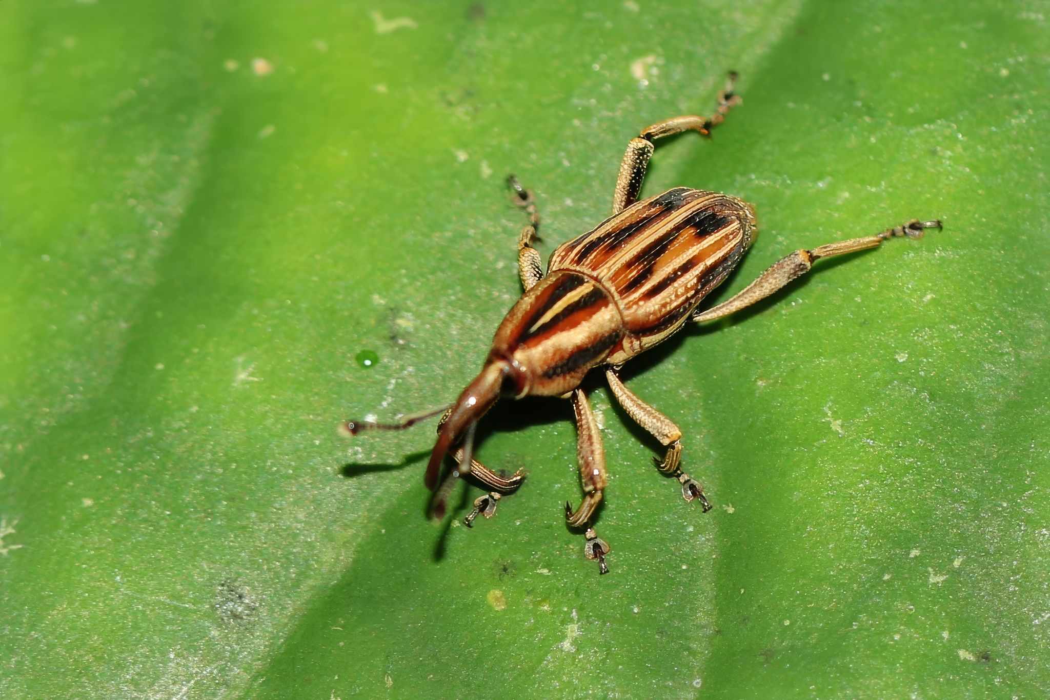Rhabdoscelus similis