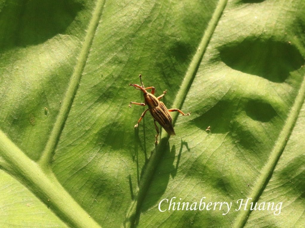 Rhabdoscelus similis