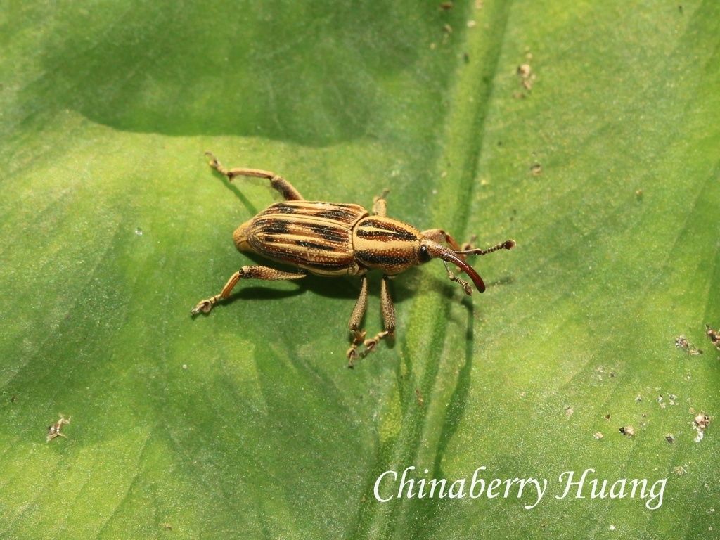Rhabdoscelus similis