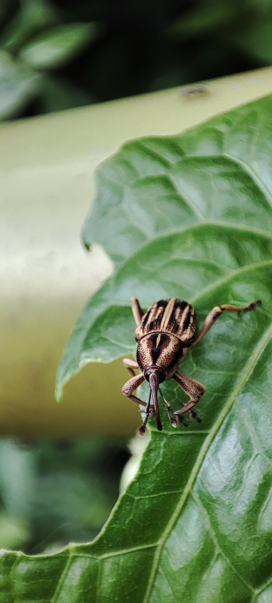 Rhabdoscelus similis
