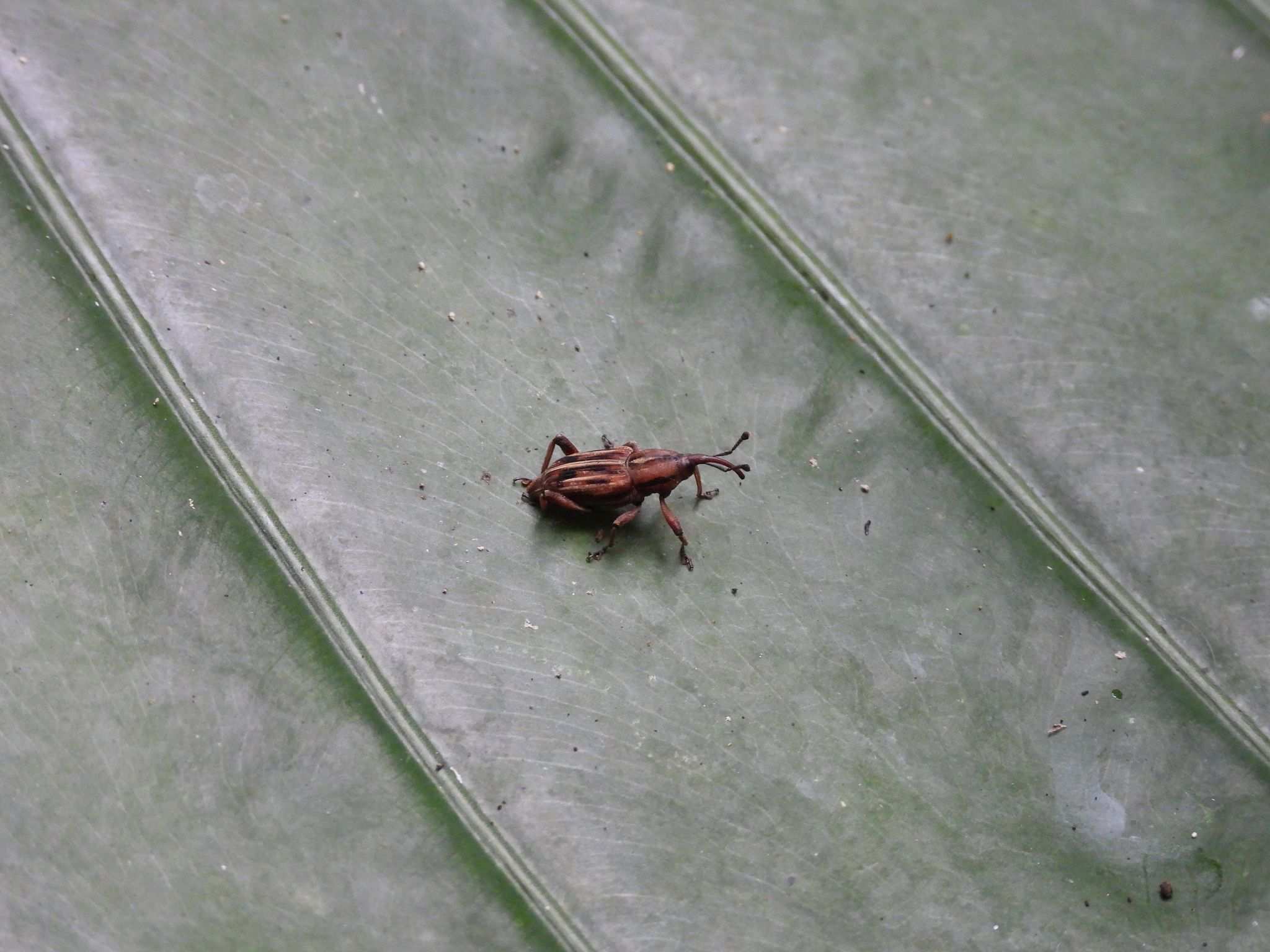 Rhabdoscelus similis