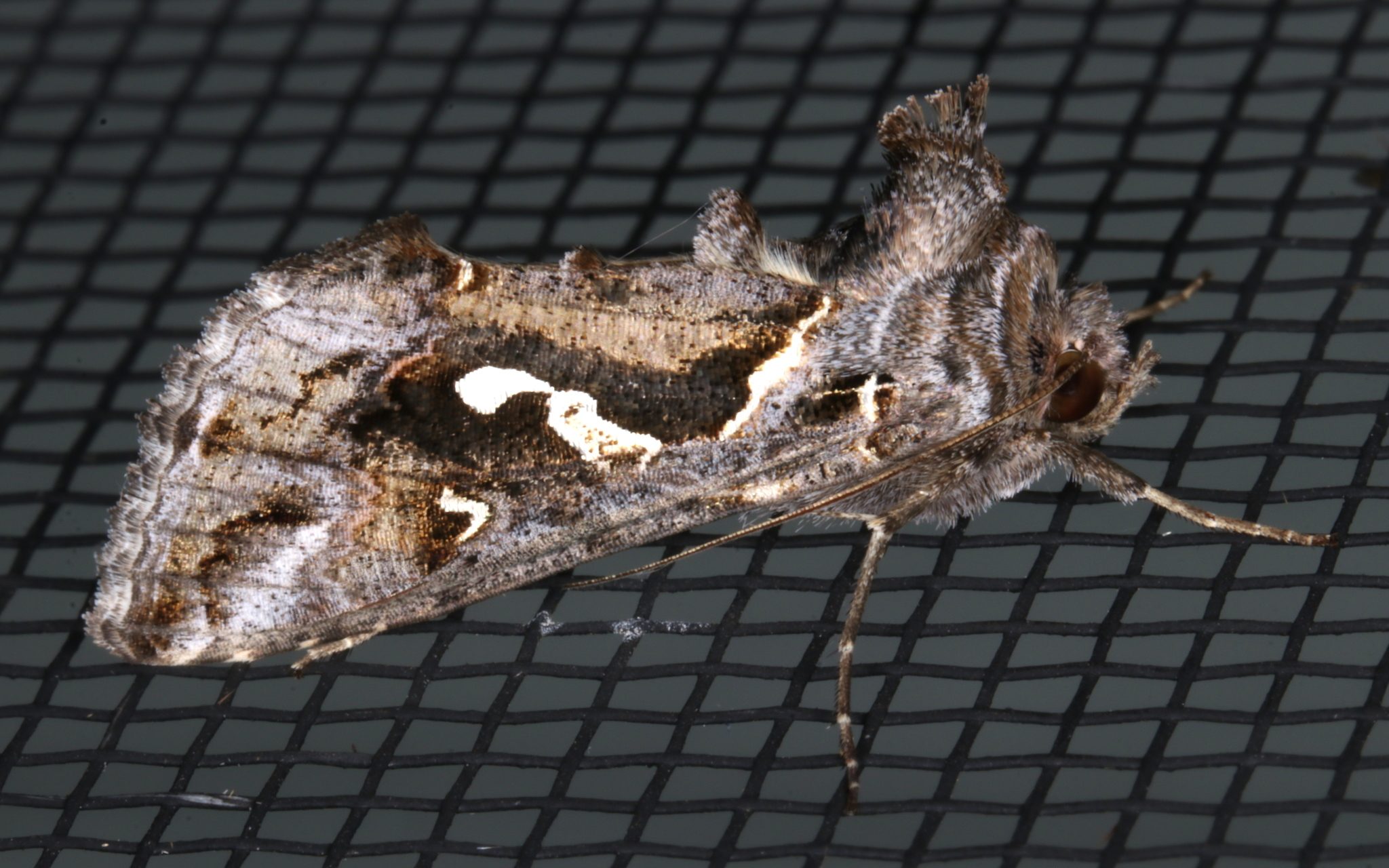 Chrysodeixis argentifera