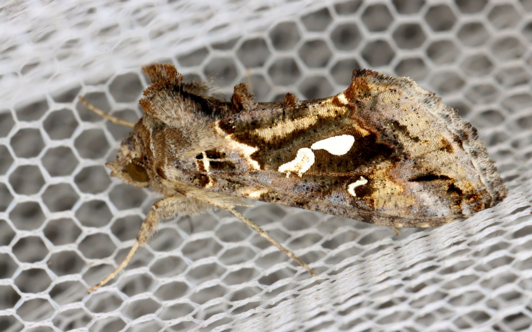 Chrysodeixis argentifera