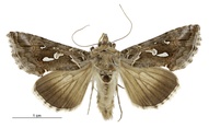 Chrysodeixis argentifera