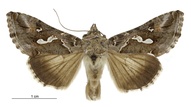 Chrysodeixis argentifera