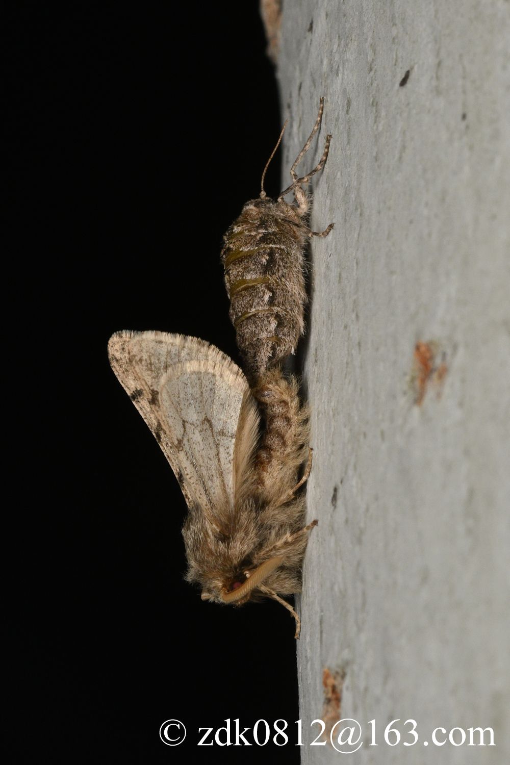Apocheima cinerarius