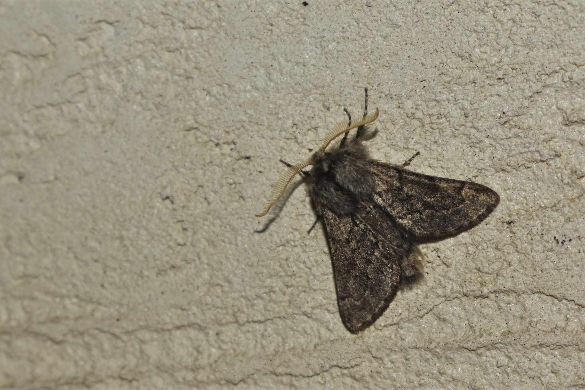 Apocheima cinerarius