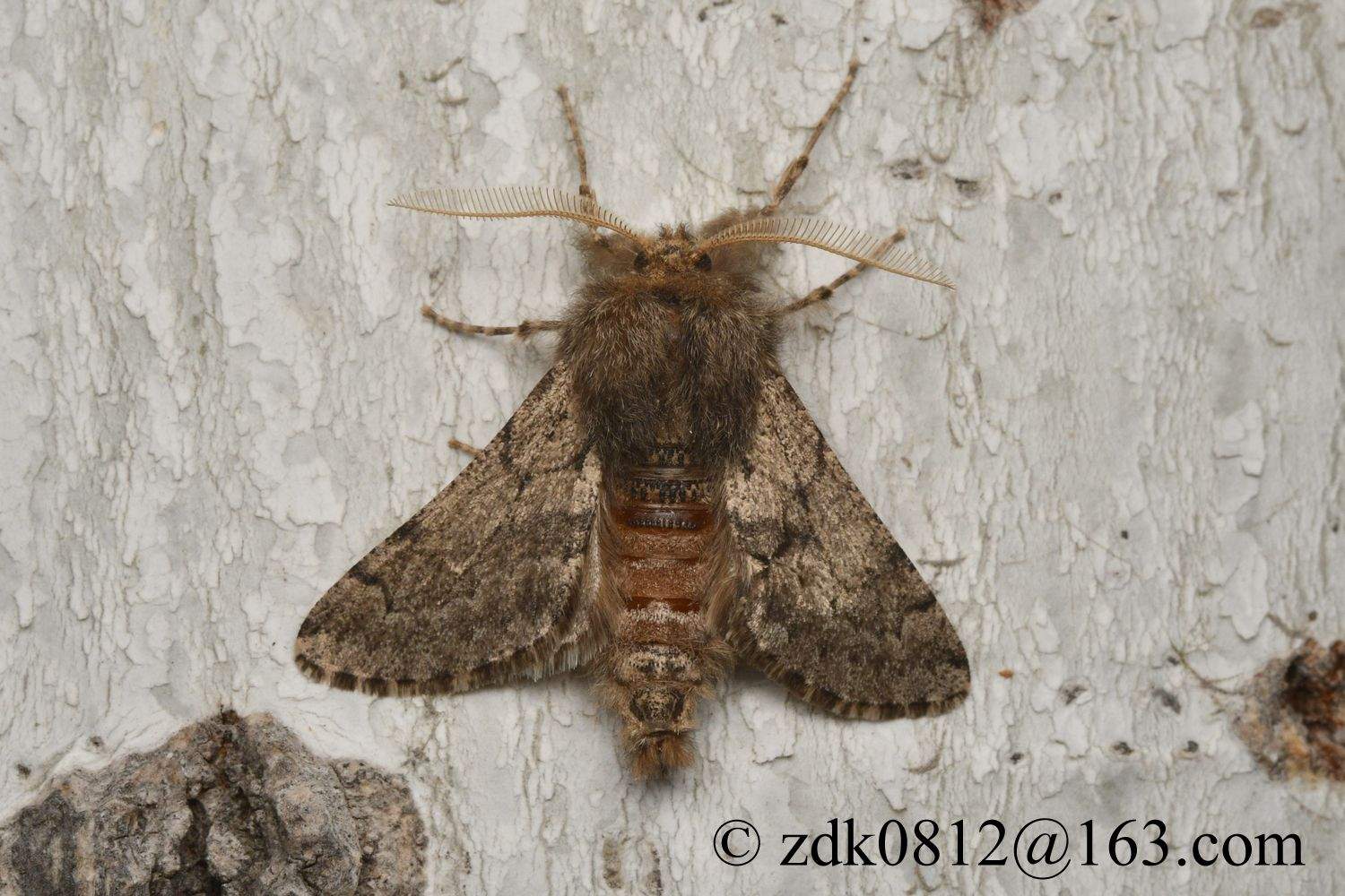 Apocheima cinerarius