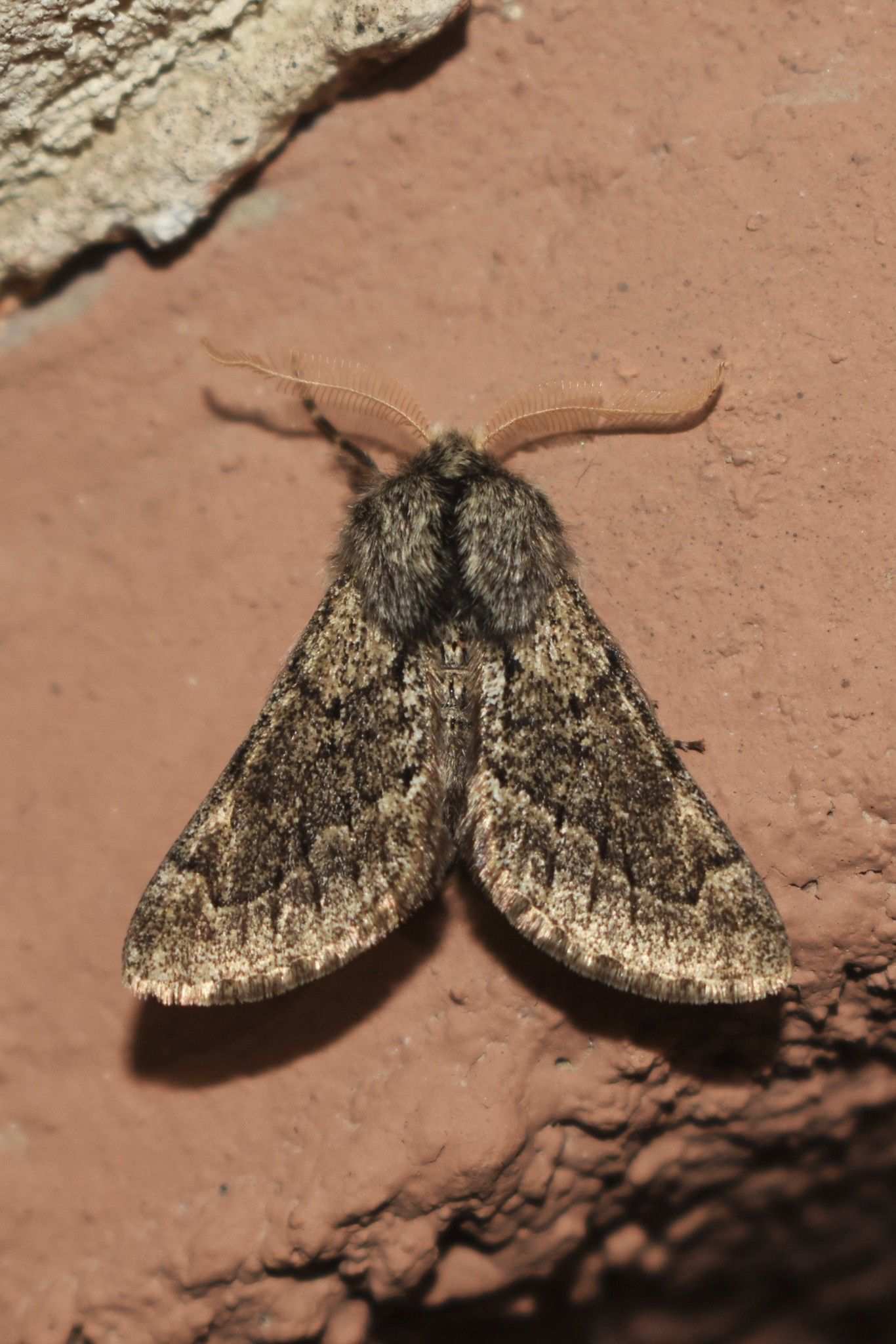 Apocheima cinerarius