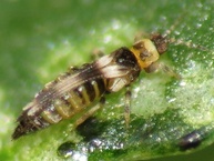 Neohydatothrips samayunkur