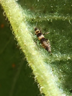 Neohydatothrips samayunkur