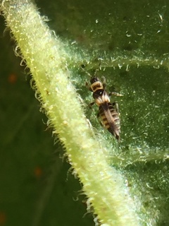 Neohydatothrips samayunkur