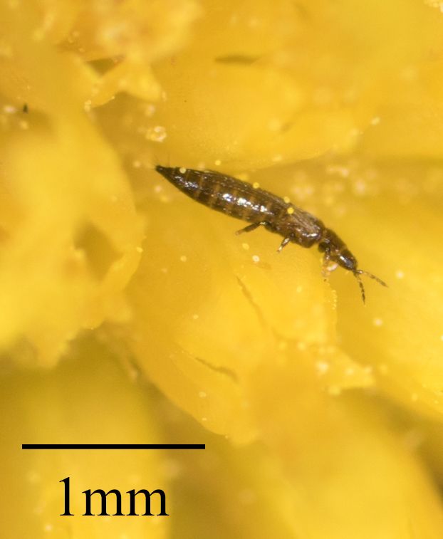 Frankliniella minuta